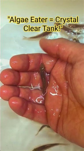"This Algae Eater Will Make Your Aquarium Shine!"
