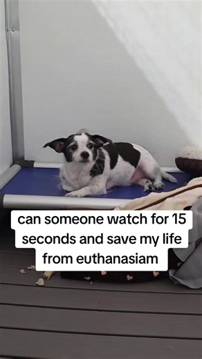 #awareness #fyn #dogs gather rescue #donations Somewhere in the back of the shelter, past the main walkways and away from the public’s view, there is a little white and black long haired Chihuahua sitting quietly in a kennel inside a tent. His name is Figgy. He is 7 years old. And most people walking through the shelter will never even know he is there. While bigger dogs bark and press against their kennel doors hoping to be seen, Figgy is tucked away in a separate area, swallowed up by the nois