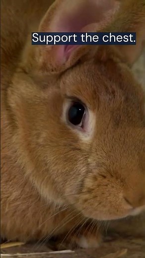 How to Pick Up Your Rabbit