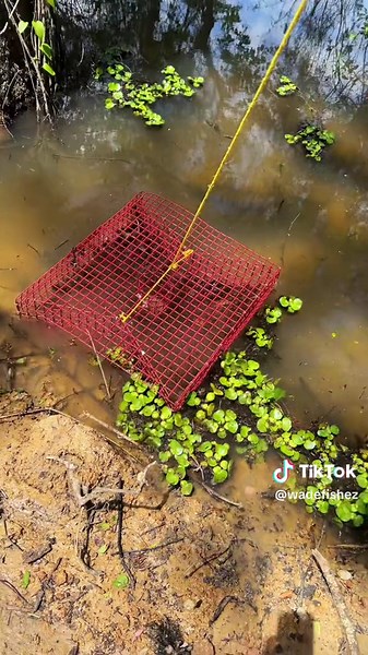 Crawfish Trapping Guide with Old Ham Bait