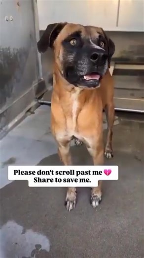 227K views · 19K reactions | My name is Moose. I’m only 3 years old,...