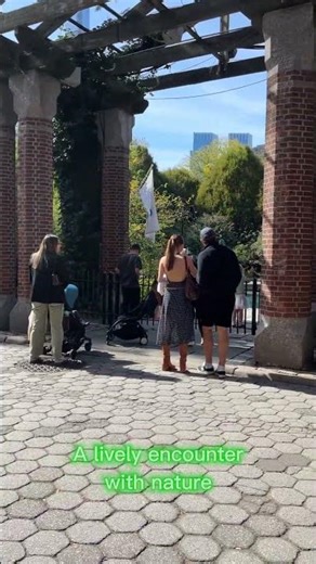 Central Park Zoo | Penguins 2025 🐧 | New York City NYC