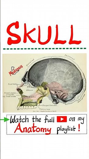 Cranial Cavity - Head and Neck Anatomy - #anatomy #physiology #biology #nurse #doctor #mbbs #neuro