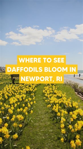 Newport's daffodil season is in full bloom, but not for long! Capture the beauty and joy of spring before it fades. 🌼Get the details here: https://bit.ly/newport-daffodil-days | Rhode Island