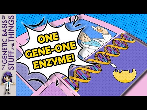 Explaining the GENE-ius discovery of the “one gene - one enzyme” hypothesis