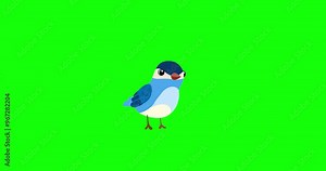 Blue passerine bird cartoon animation character turn green screen. Blinking eyes seamless loop behaviour animal part of a serie moves. 4K video greenbox film movie for any landscape.