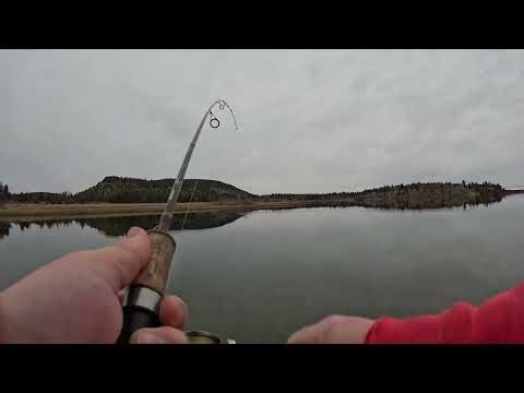 Nice big trout haystack reservoir