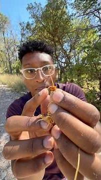 Hand Catching Tiger Centipede! 🐅