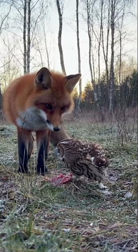 Unbelievable Friendship: Fox and Owl Eat Together