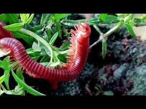 The Giant Millipede: 256 Legs in Perfect Motion!