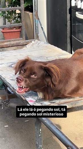 (͠≖ ͜ʖ͠≖)🐶BOB, the misterious DOG from VRAZIL🇧🇷 !. HEY VOv !, i see thats u see me ! (❍ᴥ❍ʋ)