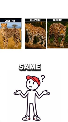 They are not same | animals that looks similar but are different | #animals