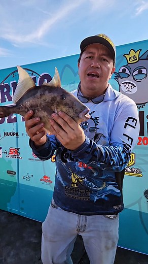 Te presento el pez cochito (balistes polylepis) un pescado abundante en las rocas del Golfo de California, se pesca principalmente con carnada y su filete es blanco, se consume mucho en ceviche #pesca #fishing #fish #fishing🎣 #pescador | El fisher store