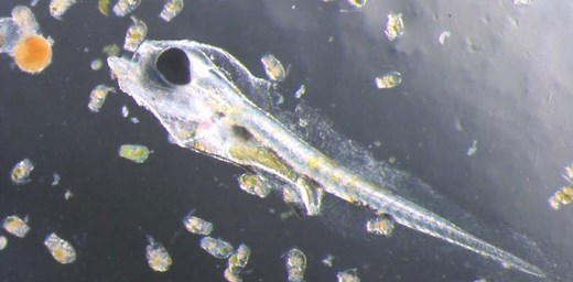 Fish larvae float across national borders, binding the world’s oceans in a single network
