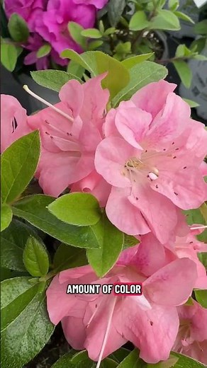 Endless Blooms Start Here