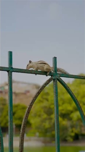 Cute Squirrel in Action 🐿️