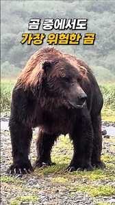The Most Dangerous Bear to Humans Yikes