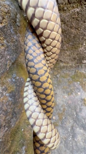 Mere munne bhool na jana tu apna farj nibhana 😱 #snakevideo ‪@Panchal_Ji_Snake_Expert‬ #shorts
