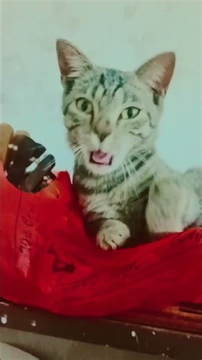 my cute shadow is sleeping 😴😴