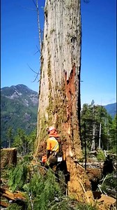 25K views · 715 reactions | #logger #logging #chainsaw #arborist #stihl #treework #treelife #treecutting #loggers #stihlchainsaw #husqvarna #arblife #treecare #loggerlife #treesurgeon #forestry #treefelling #arboristlife #treeclimber #treeclimbing #treeservice #treeremoval #lumberjack #timberfaller #arboriculture #arboristsofinstagram #arborists #axe #treeworker #forest | Logger Pro | Facebook