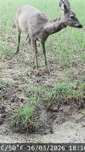 Magnifique chevreuil, filmer par ma caméra de chasse #animaux #cameradechasse
