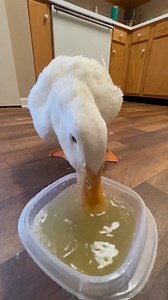 Welcome to Duck ASMR ✨🎧 #asmr #satisfying #duck | seducktive