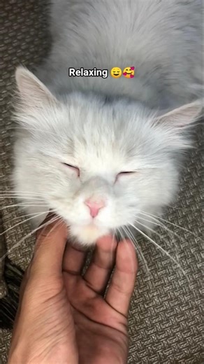 Relaxing Cat Purring ASMR 😻 So Satisfying & Calming! | Catisfy #shorts #cat #satisfying #relaxing