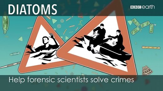 Diatom plankton help forensic scientists solve crimes. #AThankYouWouldBeNice #WorldOceansDay | BBC Earth