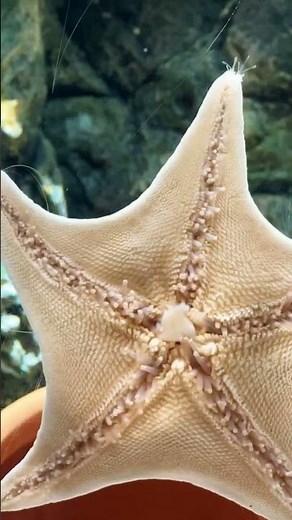This sea star is taking its meal to go!