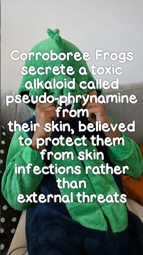 Amazing Facts About Corroboree Frogs