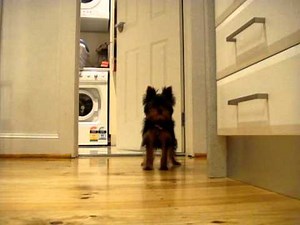 Yorkie puppy thinks she's tough