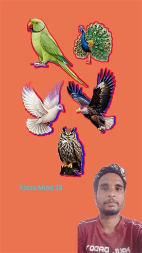 pakshi 🦜 puzzle game video #puzzle #reelsfypシ #viralreelschallenge #fblifestyle #fbyシvideo #reels #reel # | Facts Mind 33