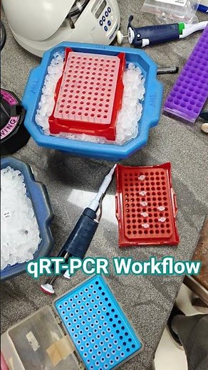 How qRT-PCR Works: Plate Preparation + Run + Cq Interpretation