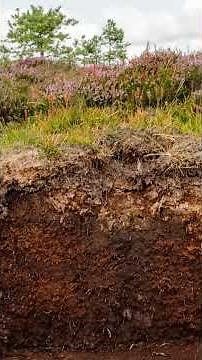 Peat Bogs | The Unsung Heroes of Carbon Storage #peat #peatbogs #peatfreegardening