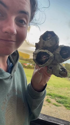 One of my all time favorite foraged foods in Oregon is barnacles (the little acorn barnacles not goosenecks!) so going to Chile and getting to eat these giant barnacles was such a dream come true!! Would you try these? | Shifting Tides
