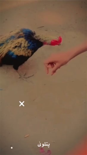 Java colour Thai imported fighter super necklocker roster #aseel murga #birds #Thai