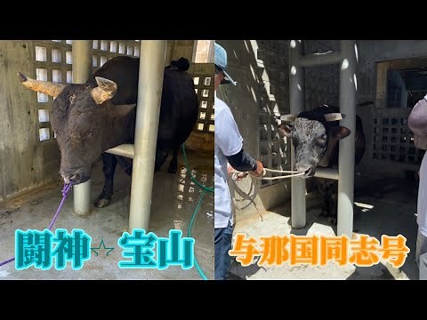 【沖縄闘牛】闘神★宝山/与那国同志号