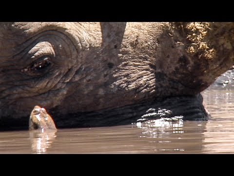 Terrapins Help a Rhino in a Way You’ve Never Seen Before