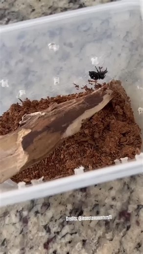 Spider Showdown! 🕷️ What happens when a tiny, agile Jumping Spider faces off against the venomous Black Widow? Speed vs. poison—who do you think wins this clash of survival? 👀 👉 Watch closely, nature’s battles aren’t always what you expect. 📥 Want to avoid spider drama at home? Download our FREE Pest Prevention Checklist today! #StridePestControl #JumpingSpider #BlackWidow #SpiderVsSpider #CreepyCrawlies #SpiderShowdown #PestAwareness #NatureBattle #TexasPests #StopSpiders #TexasLiving #Pest