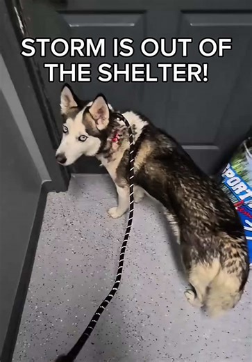 We are so happy to welcome Storm to Arctic Rescue ☁️🤍 This sweet 7 year old girl has the gentlest heart and the kindest soul. She is loving, calm, and wonderful with other dogs. Storm is the kind of dog who just wants to belong and be someone’s best friend 🐾 She is patiently waiting for her people to see how special she truly is and give her the forever home she deserves. Please like and share to help Storm find her family and the happy ending she’s been waiting for ✨💙 #arcticrescue #adoptahu