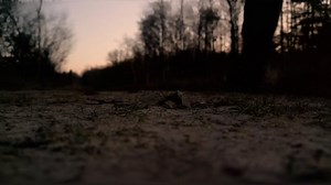 Man, Trees, Forest. Free Stock Video