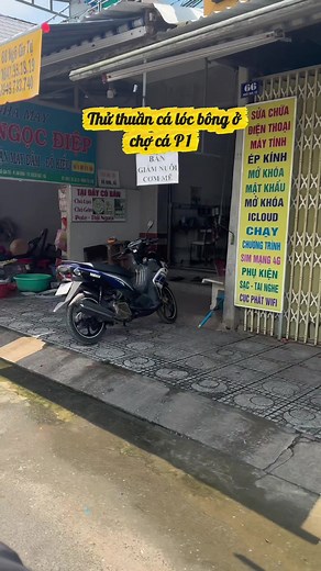 Thử Thuần Cá Lóc Bông: Kinh Nghiệm Nuôi Cá Tại Chợ