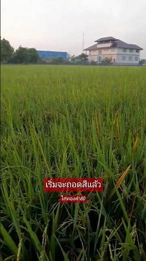 #ลูกชาวนา #ลุย #วิวสวย #ความสุข #รถไถ #thailand