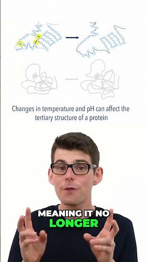 What Is Protein Denaturing? 🧬🔥