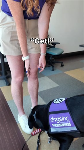 1.3K views · 271 reactions | Today we’re celebrating International Assistance Dog Day — honoring the incredible dogs trained to empower, support, and transform lives. Watch this demo of just a few life-changing tasks these skilled pups can do!  Video Description: A black Labrador service dog in a purple Dogs Inc service dog coat performs multiple cues. #DogsInc #ServiceDog #ServiceDogs #ServiceDogTraining #ServiceDogLife | Dogs Inc | Facebook