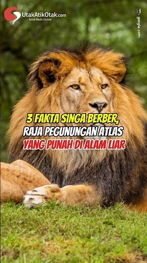3 Fakta Singa Berber, Raja Pegunungan Atlas yang Punah di Alam Liar #shorts #animals #lion #wildlife