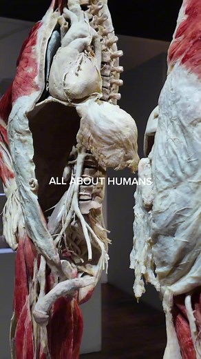 Real Bodies Las Vegas! Where soul meets science #realbodies #lasvegas #anatomy #VegasThingsToDo #exhibit