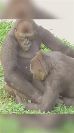 mother gorilla checks on the health of her baby. #ZooAnimals #Wildlife #Educational #Gorilla #Nature