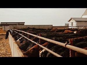Checking feedlot cattle | Day in the life of a 28 year old farmer