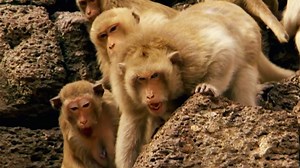 101K views · 405 shares | A struggle breaks out between the market dwellers and the temple keepers in the streets of Thailand. #AnimalFightNight | National Geographic Animals | Facebook